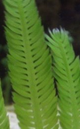 Caulerpa taxifolia