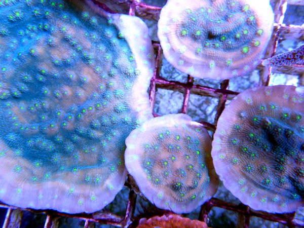 Echinopora lamellosa