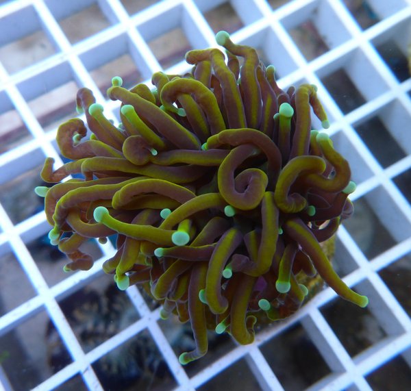 WYSIWYG - Koralle