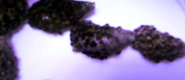 Cerithium caeruleum - Nadelschnecke