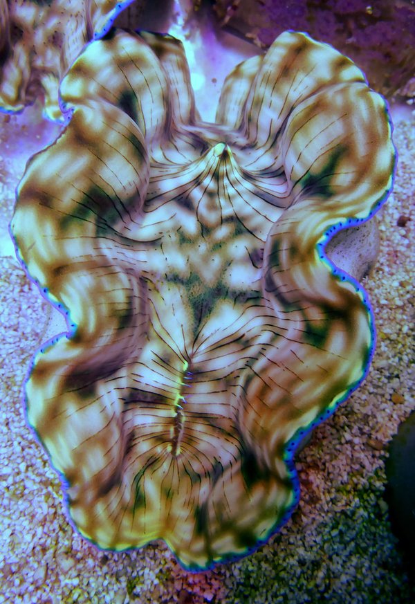 Tridacna derasa - Riesenmuschel