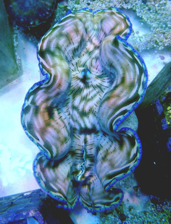 Tridacna derasa - Riesenmuschel