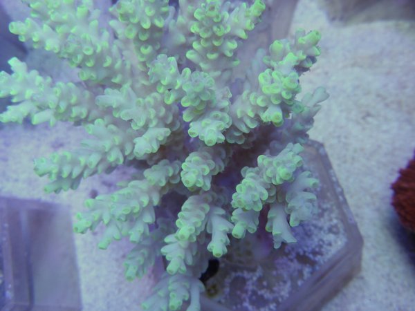 Acropora sp (spezial green)