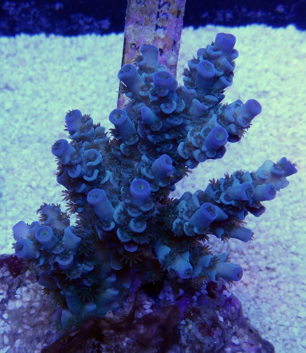 Acropora butani (blue)