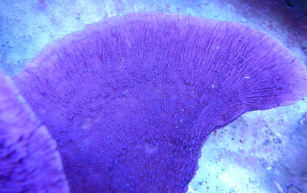 Montipora delicatula lila/blau