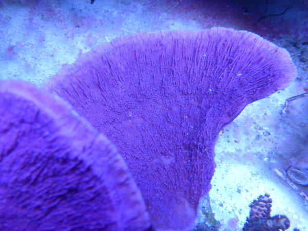 Montipora delicatula lila/blau