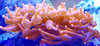 Entacmaea quadricolor - Kupferanemone