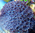 Sarcothelia edmondsoni - blaue Xenia