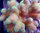 Stylophora pistillata (rosa, grün)