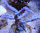 Acropora sp blau