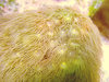 Parazoanthus gelb