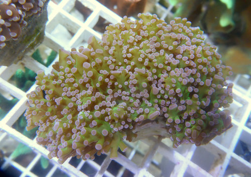 WYSIWYG - Koralle