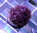 Goniopora purple