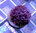 Goniopora purple