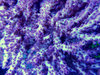 Acropora ultra color