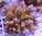 Acropora nana (tricolor)