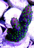 Acropora nana (tricolor)