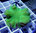 Sinularia brassica toxic green
