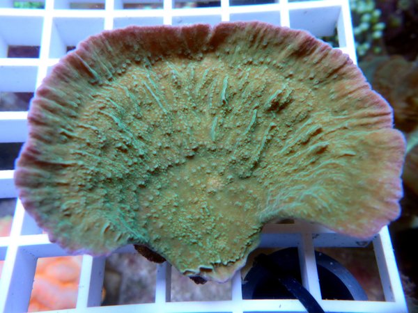 Montipora delicatula "grün mit lila Rand"