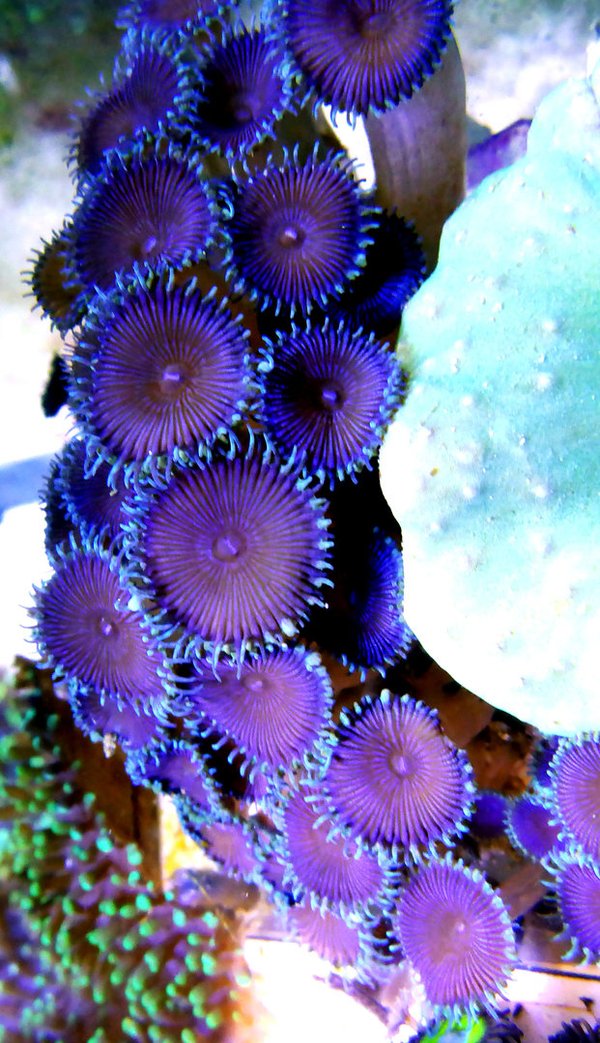 Krustenanemonen/Zoanthus "Purple Death"