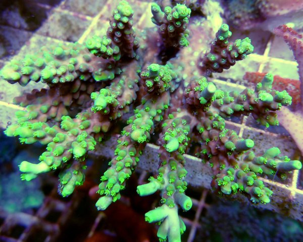 Acropora aculeus grün