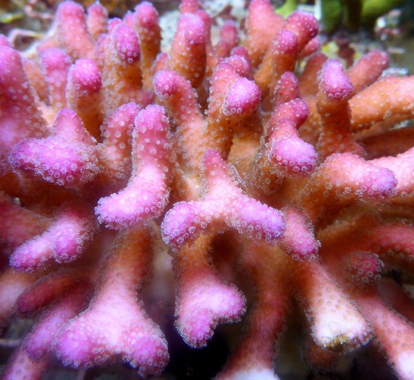 Stylophora pistillata (rosa,pink)